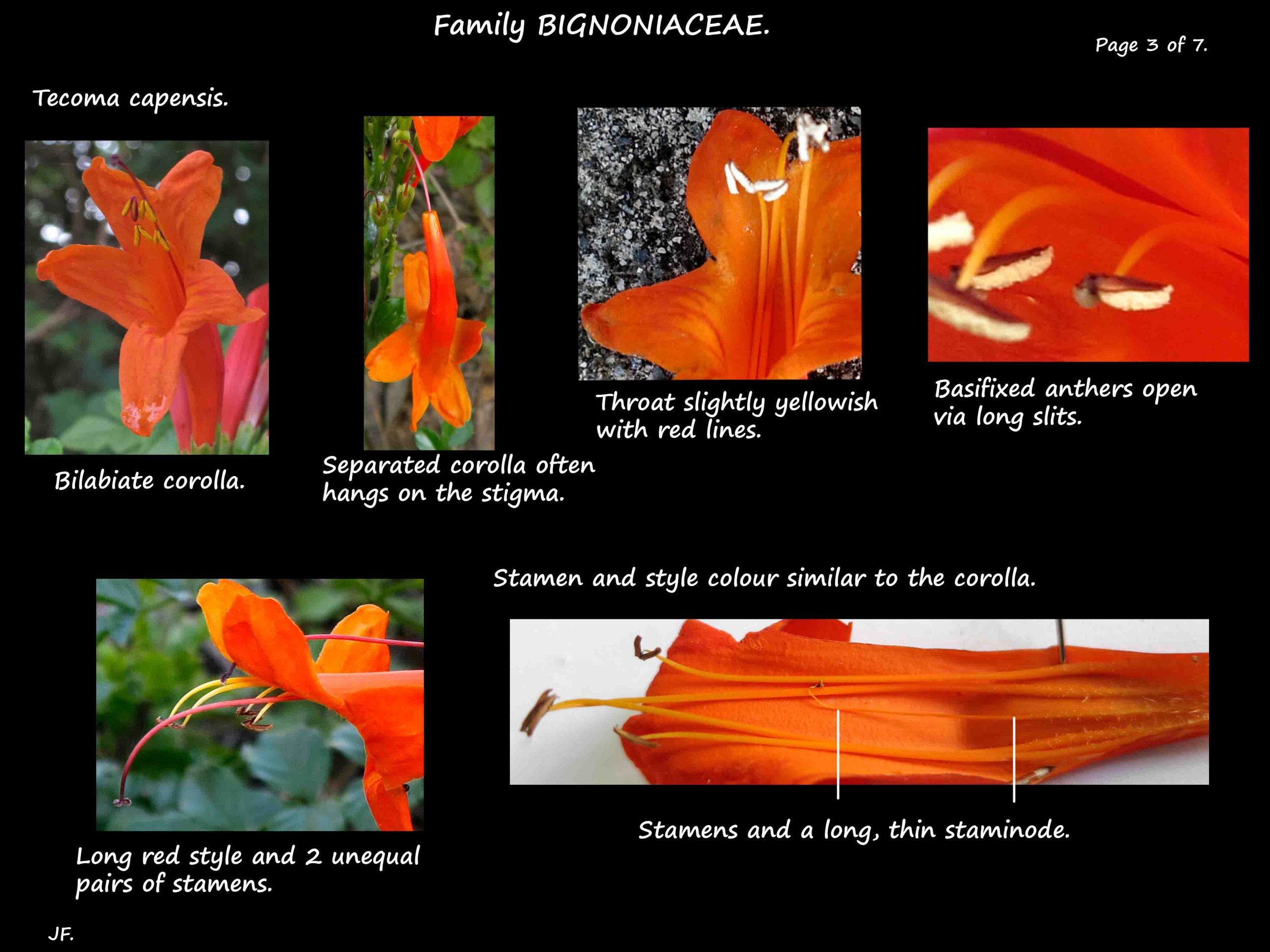 3 Tecoma capensis corolla & stamens